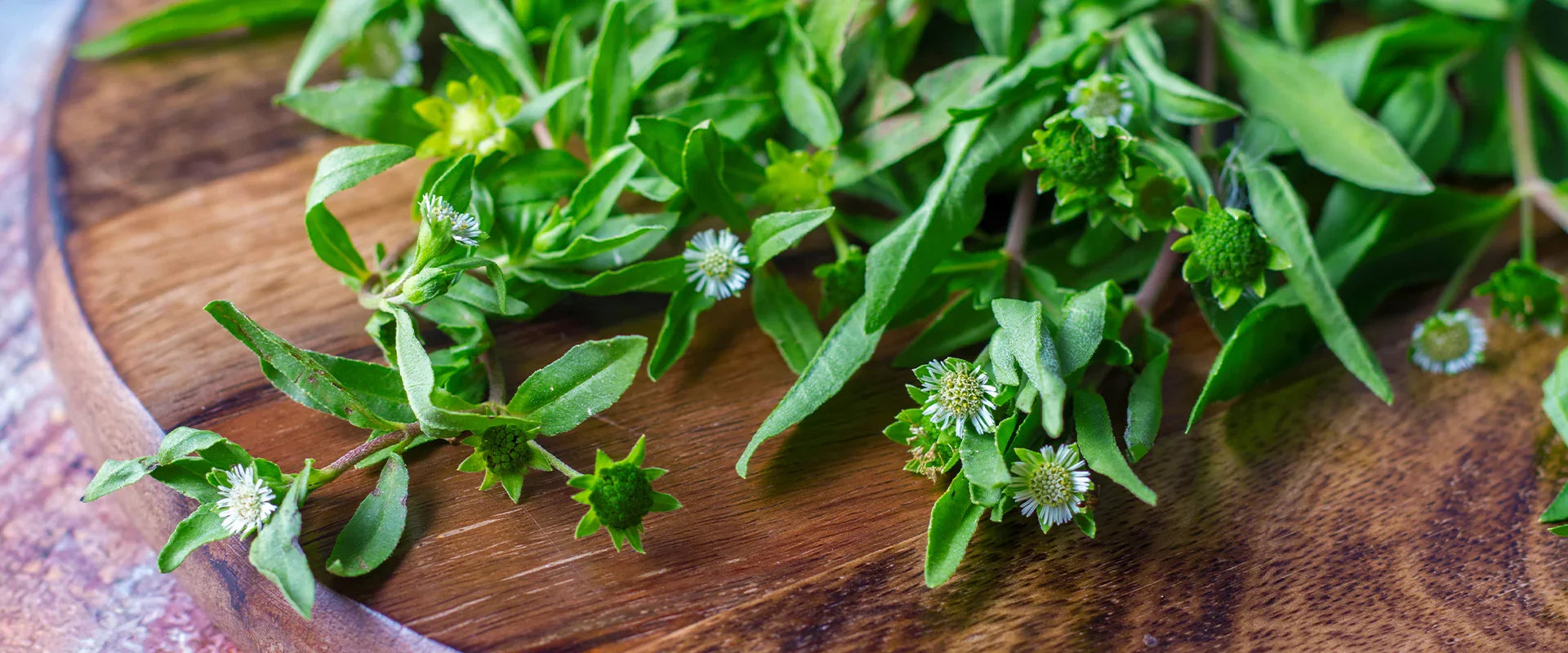 Scalp Saviors: Bhringraj's Role in Healthy Hair