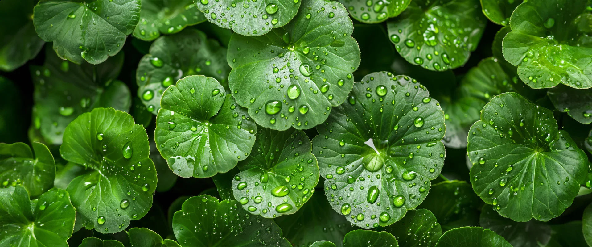 Guide to Gotu Kola: Skin Benefits Unveiled