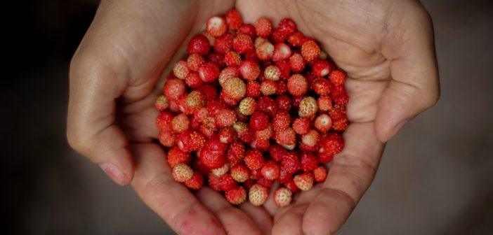 5 Ayurveda-Friendly-Foods To Beat Road Stress - Shankara India