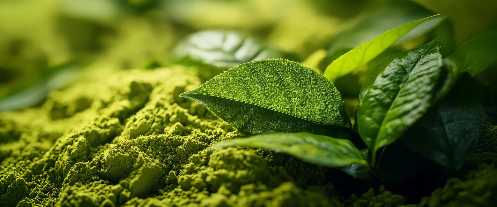 Why Green Tea Should Be Your Go-To Ingredient for Hydrating Skin