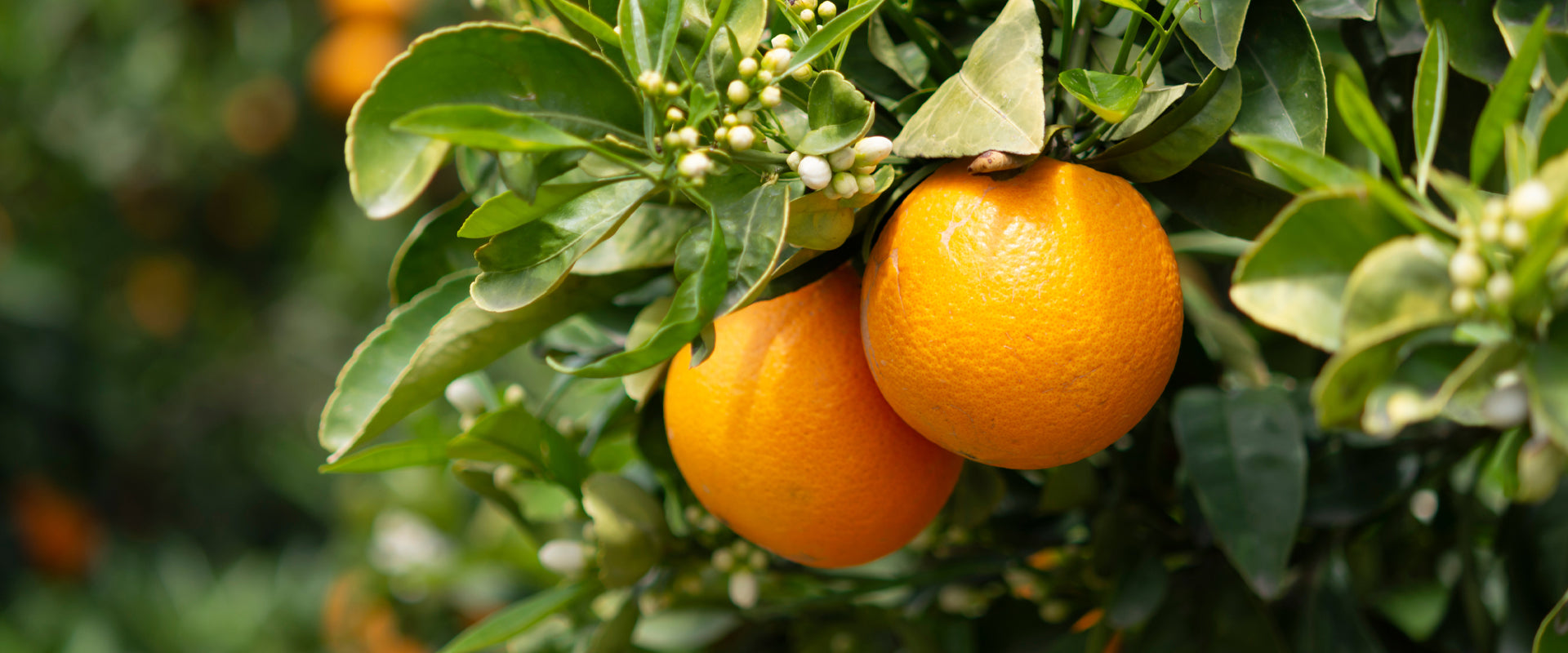 Difference between Plant Stem Elixir and Retinol